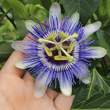 Purple Passionflower seeds for perennial outdoor gardens.