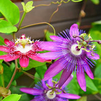 Purple Passionflower seeds for garden planting