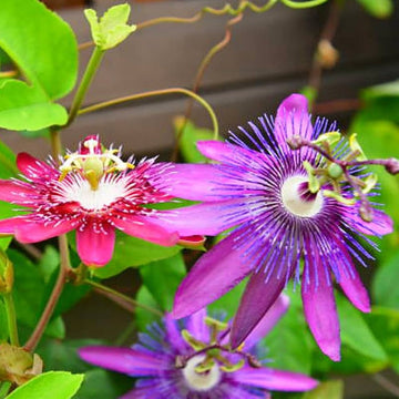 Purple Passionflower seeds for garden planting