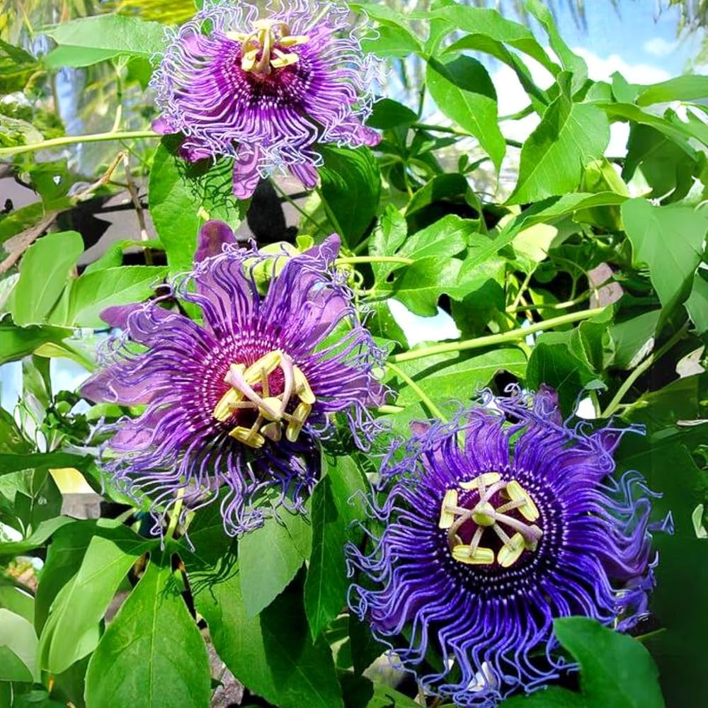 Purple Passionflower vine with intricate flowers growing on a trellis