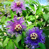 Purple Passionflower vine with intricate flowers growing on a trellis