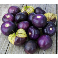Purple Physalis fruits growing inside papery husks on a garden plant