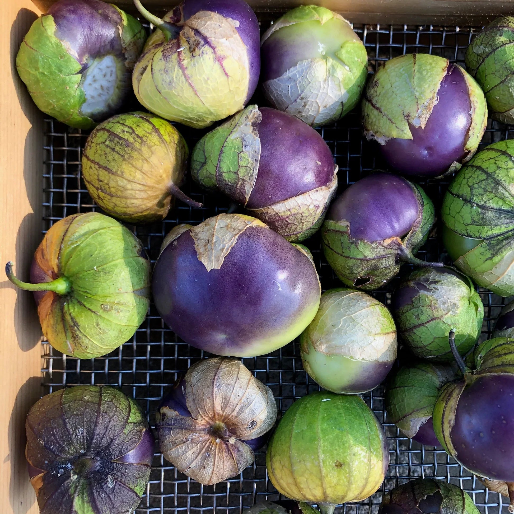 Purple Physalis seeds for home garden planting