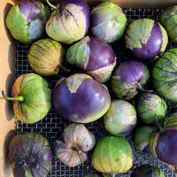 Purple Physalis seeds for home garden planting