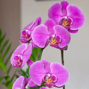 Violet Phalaenopsis Flower Seeds for Planting Fragrant Blossoms Heirloom & GMO Free Seeds for Home Garden
 
 Sale