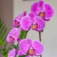 Purple Phalaenopsis Orchid Flower Seeds for Planting Compact Growth Heirloom & GMO Free Seeds for Home Garden
 
 Sale