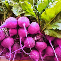 Purple radish seeds for planting in home gardens