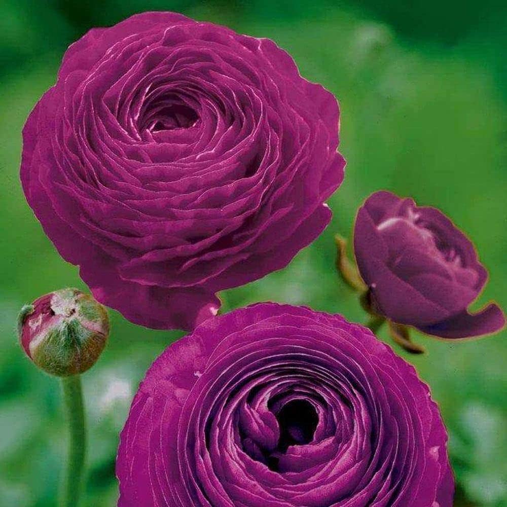Purple Ranunculus buttercup blooms in a spring cutting garden