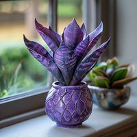 Heirloom Purple Sansevieria seeds suitable for pots and home gardens