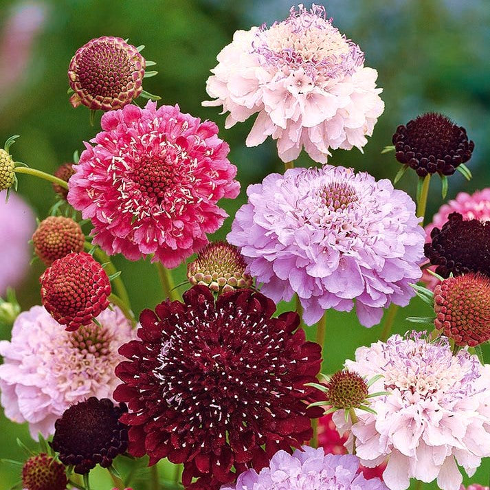 Purple Scabiosa Flowers Growing in Home Garden