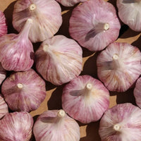 Purple Stripe Garlic Cloves for Planting