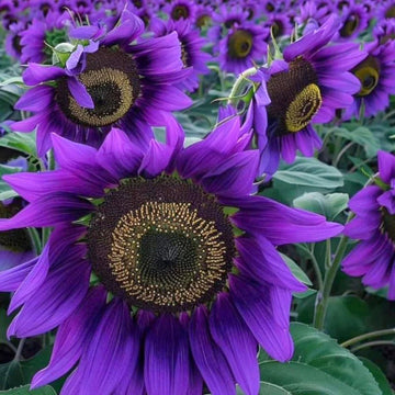 Purple sunflower plants adding vibrant color to garden borders and containers
