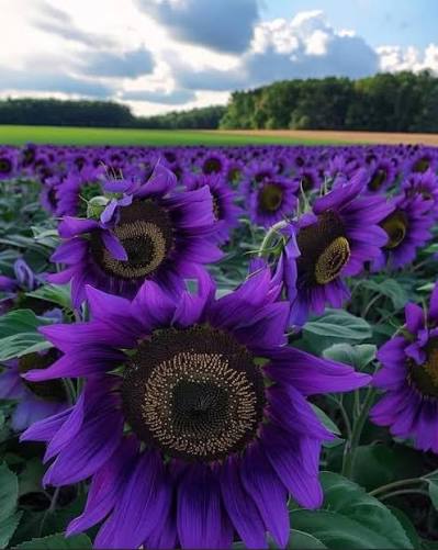 Purple sunflower seeds for planting in home gardens and outdoor flower beds