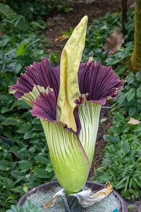 Purple Titan Arum flower seeds for planting in tropical gardens and greenhouses.