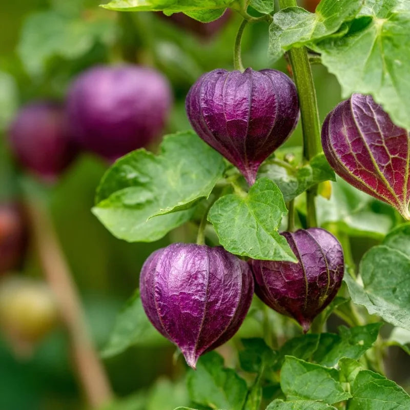 Purple Physalis Seeds – Colorful Cape Gooseberry Plant for Garden Growing
