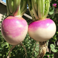 Purple Top Turnip plants with green foliage in a raised garden bed.