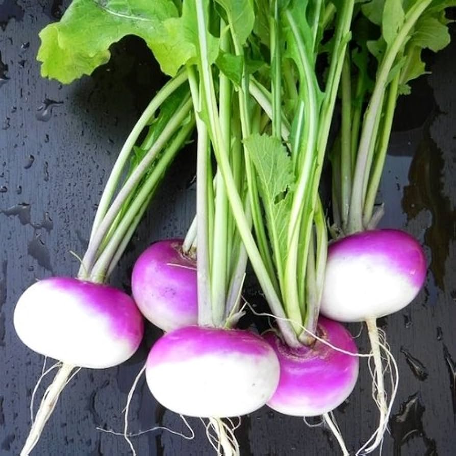 Purple Top Turnip growing in a healthy home vegetable garden.