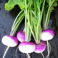 Purple Top Turnip growing in a healthy home vegetable garden.