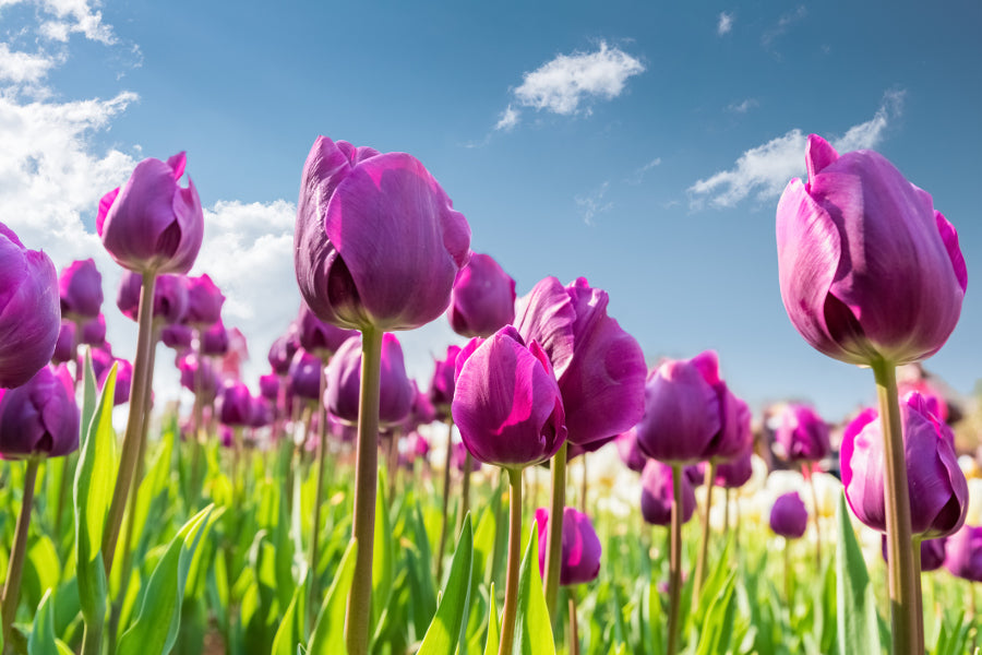 Purple Tulips Flower seeds for Planting Fragrant Blossoms Heirloom & GMO Free Seeds for Home Garden
 
 Sale