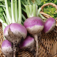 Purple Turnip roots growing in garden soil