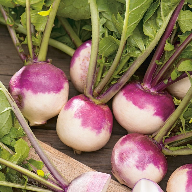 Purple Turnip seeds for home vegetable garden planting
