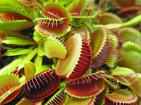 Compact Purple Venus Flytrap displayed as an ornamental houseplant