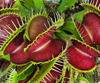 Purple Venus Flytrap live potted plant with deep purple foliage