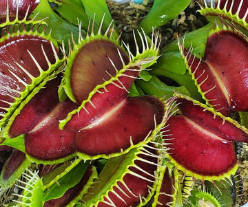 Purple Venus Flytrap live potted plant with deep purple foliage