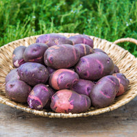 Purple Viking Potato Plants Growing in Home Garden