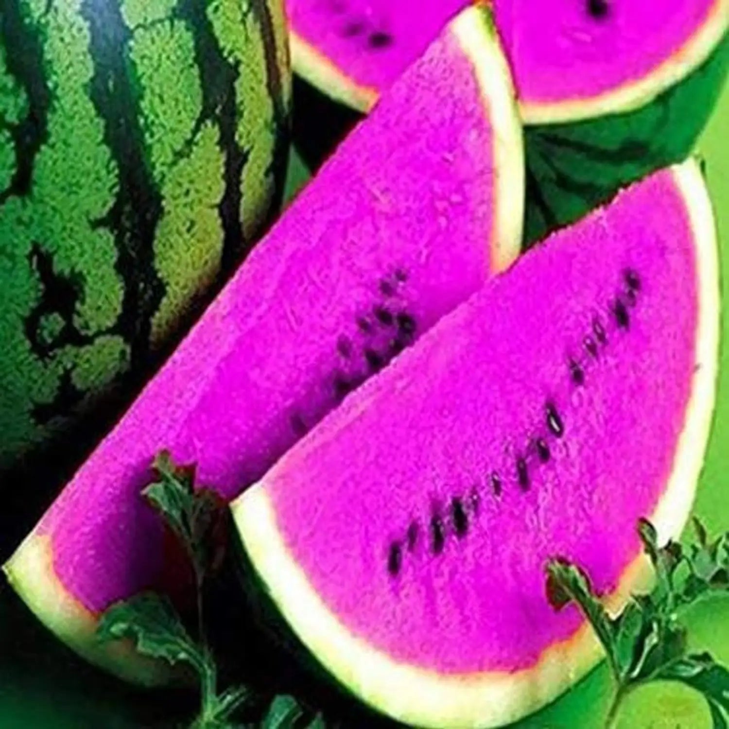 Purple Watermelon seeds for growing vigorous vines in outdoor garden plots.