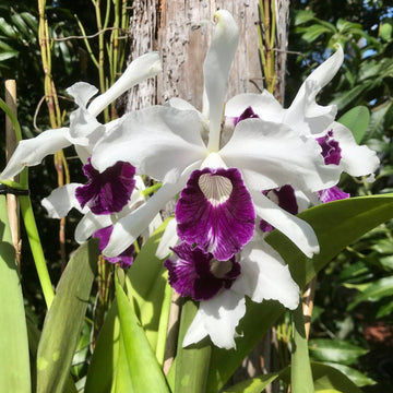 Purple & White Orchid Seeds for Planting