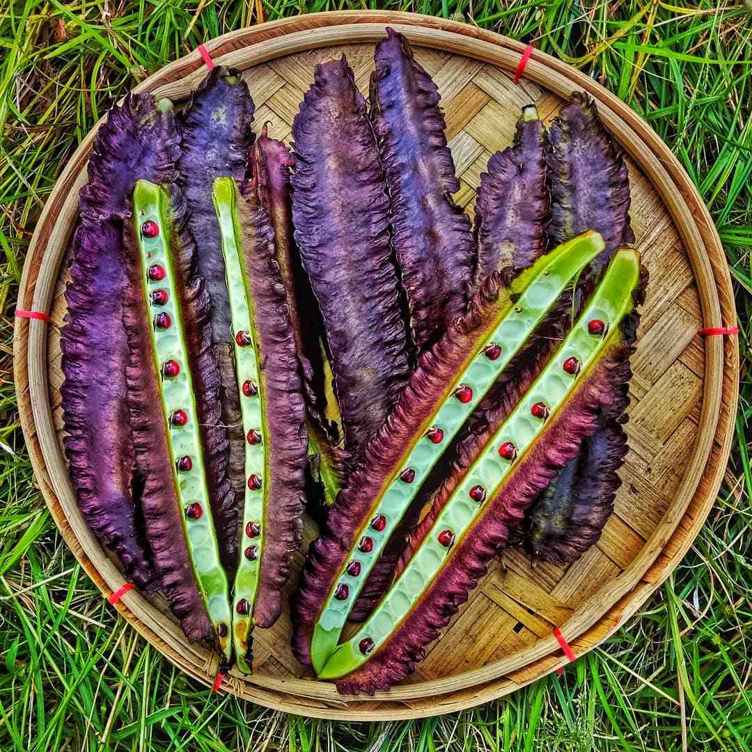 Purple Winged Bean annual vegetable plants with vibrant purple pods in a sunny garden