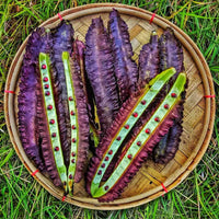 Purple Winged Bean annual vegetable plants with vibrant purple pods in a sunny garden