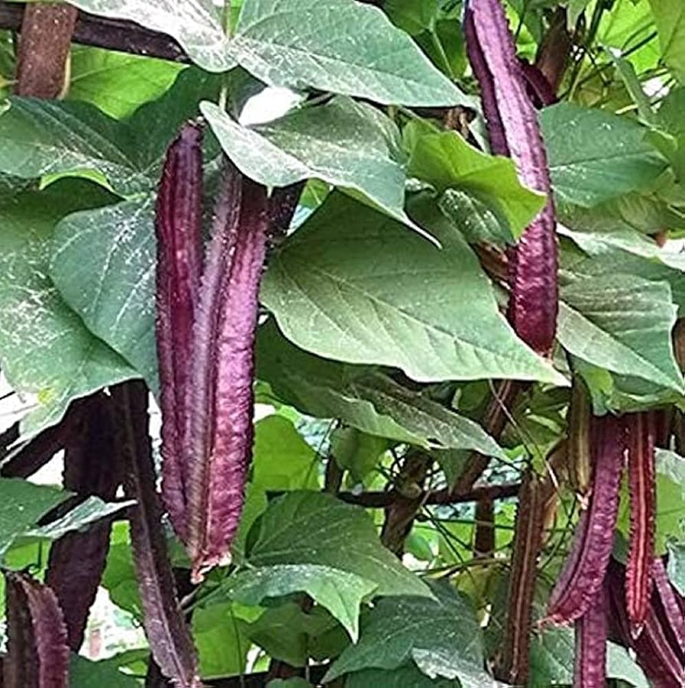 Purple Winged Bean vegetable seeds for planting in home gardens and raised beds