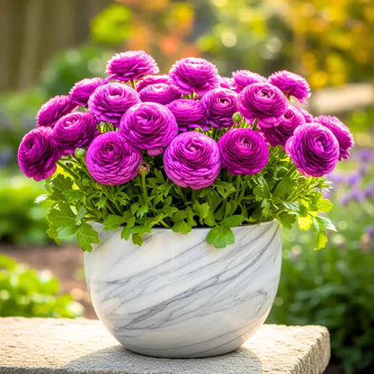 Lavender Ranunculus Flower Seeds – Shade Tolerant Heirloom & NonGMO for Home Garden
 
 Sale