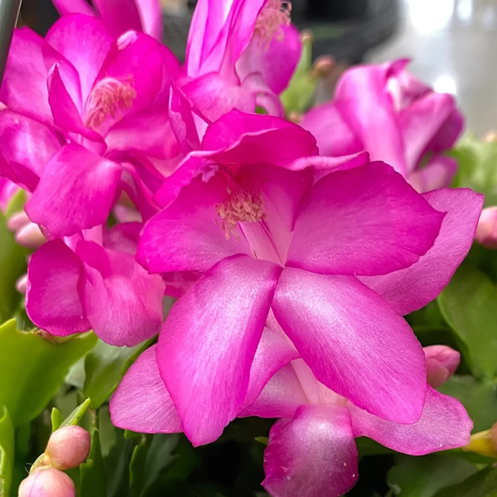 Indoor Purple Christmas Cactus houseplant displayed on a bright windowsill.