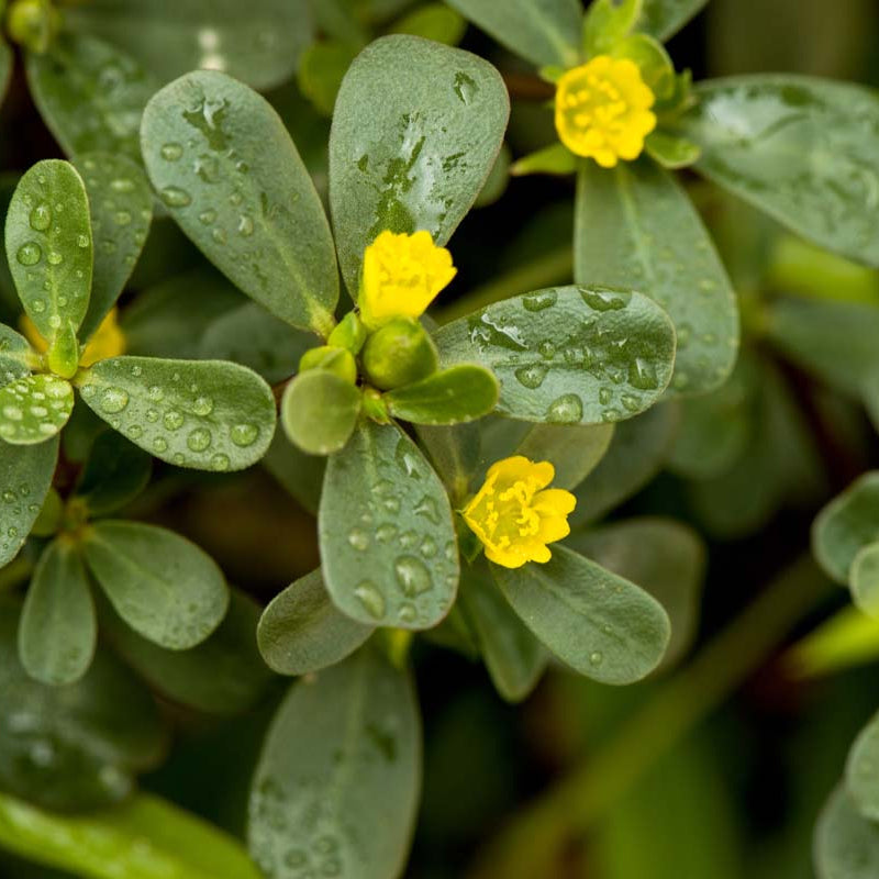 Green Purslane Leaves Growing in Home Garden