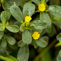 Green Purslane Leaves Growing in Home Garden