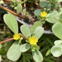Purslane Little Hogweed plant growing in a home garden