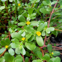 Purslane Portulaca Sativa Seeds for Planting