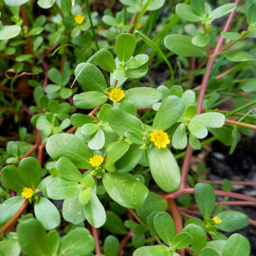 Purslane Portulaca Sativa Seeds for Planting