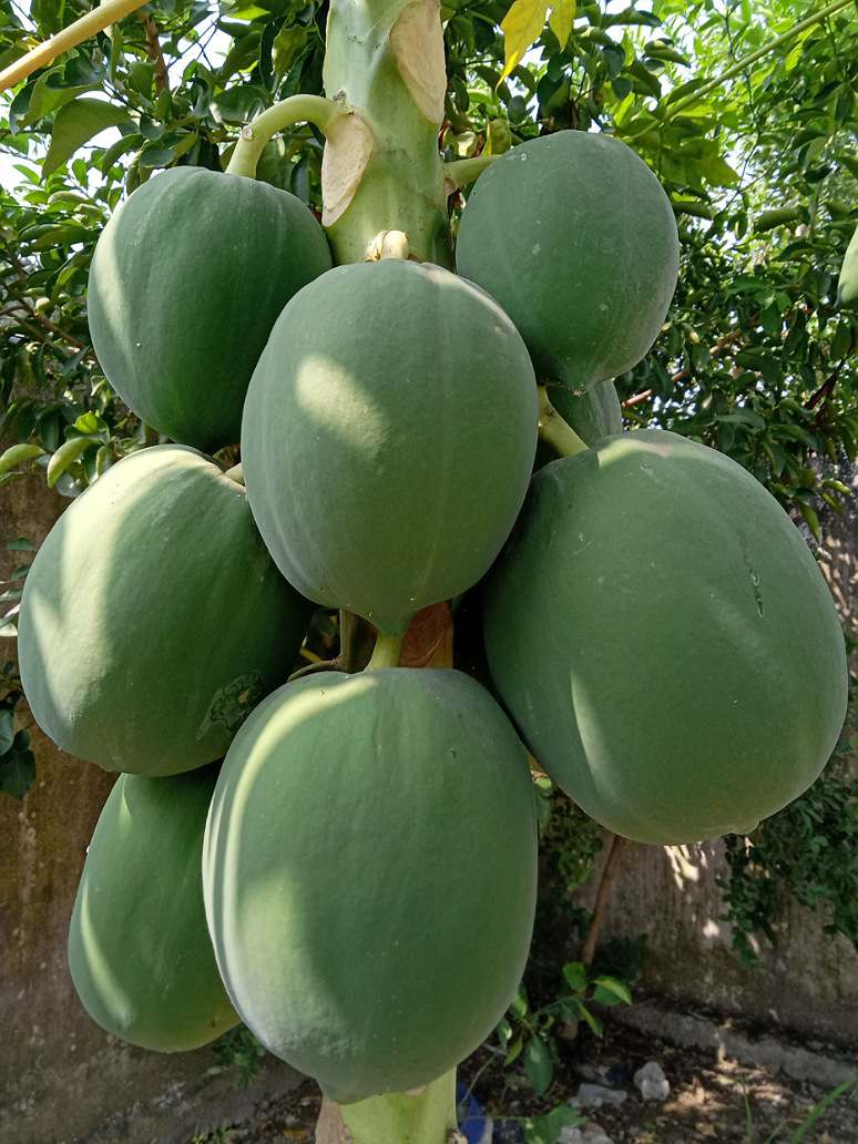 Pusa Dwarf Papaya fruit seeds for tropical home gardens and patio planting.