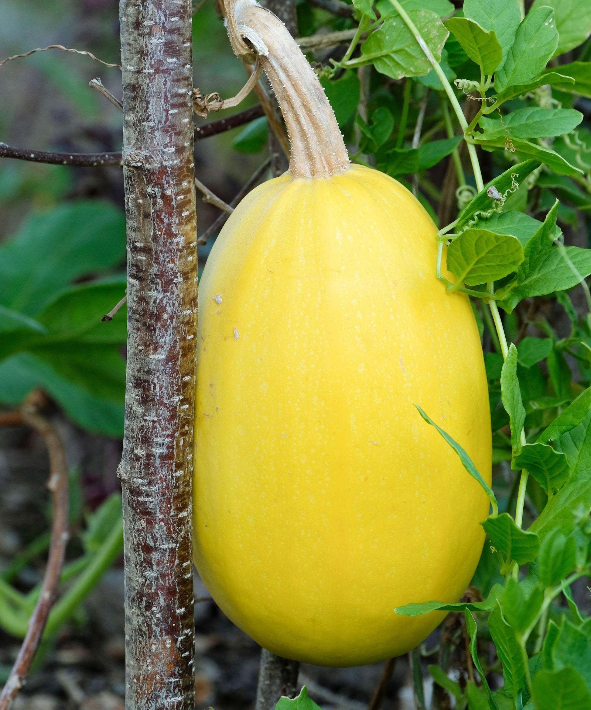 Spaghetti Squash Seeds for Planting – Heirloom Non-GMO Winter Squash Vegetable Seeds