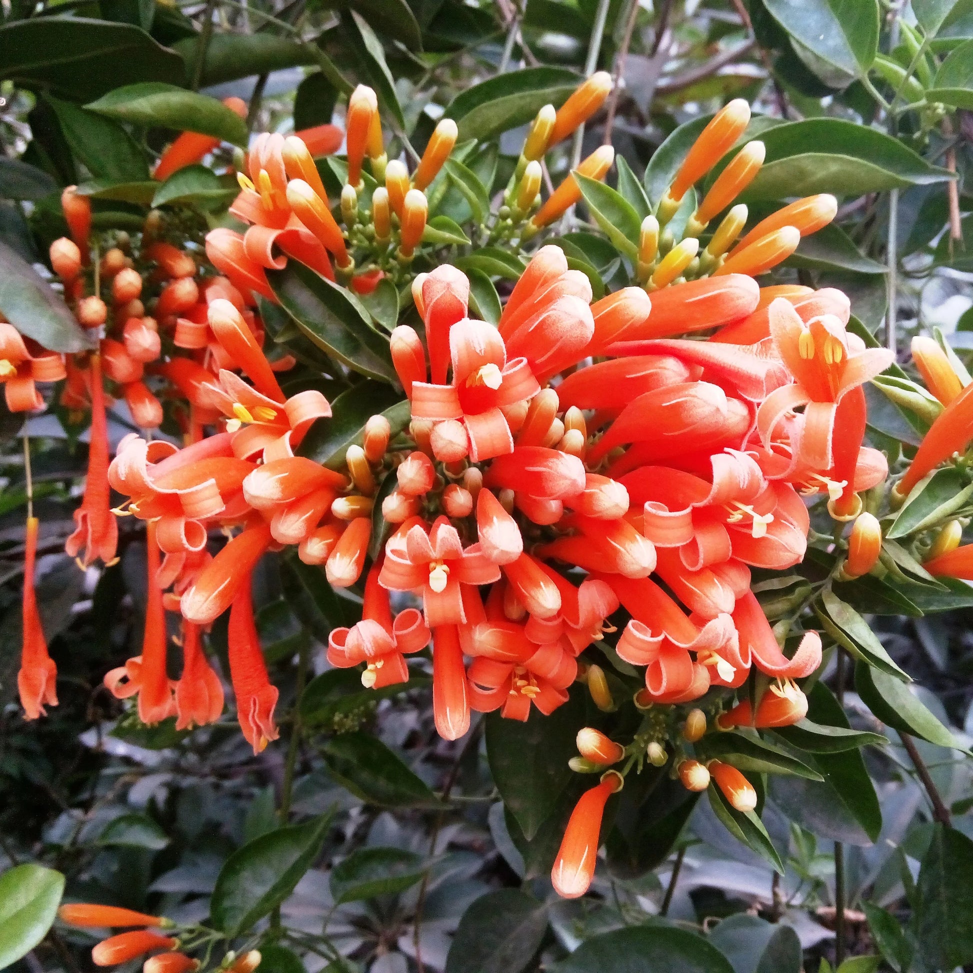 Pyrostegia Venusta orange flowering vine adding vertical beauty to fences, pergolas, and garden spaces.