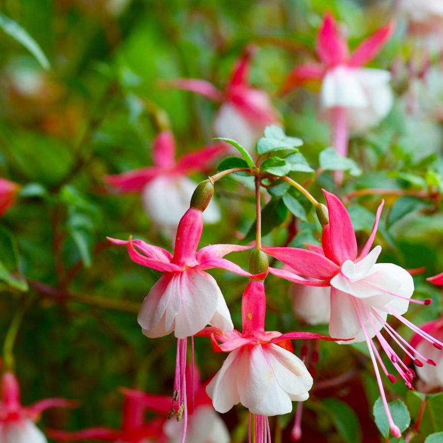 Fuchsia Fuchsia spp Flower Seeds for Planting in Flower Bed