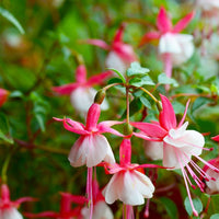 Fuchsia Fuchsia spp Flower Seeds for Planting in Flower Bed
