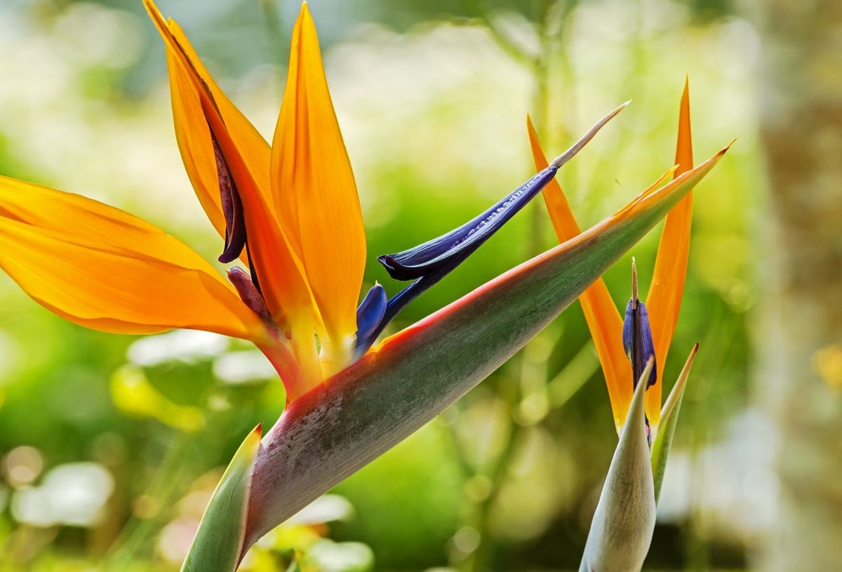 Bird of Paradise Flower Seeds - Exotic Garden Plant for Spring and Summer Planting