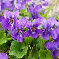 Queen Charlotte Viola seeds suitable for woodland gardens, borders, and containers.