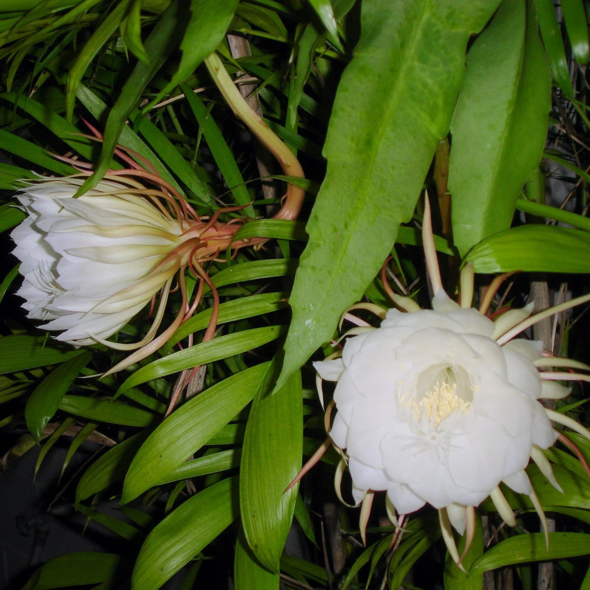 Queen of the Night Orchid Cactus Growing in Container