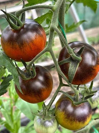Freshly harvested Queen of the Night tomatoes ready for home use